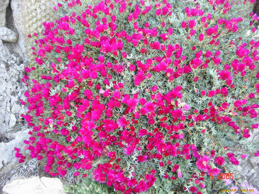 цветы, монако, хризантемы