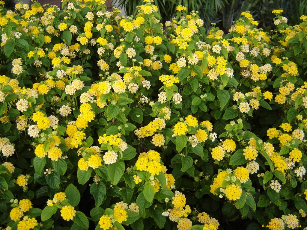 цветы, монако, лантана, вербена