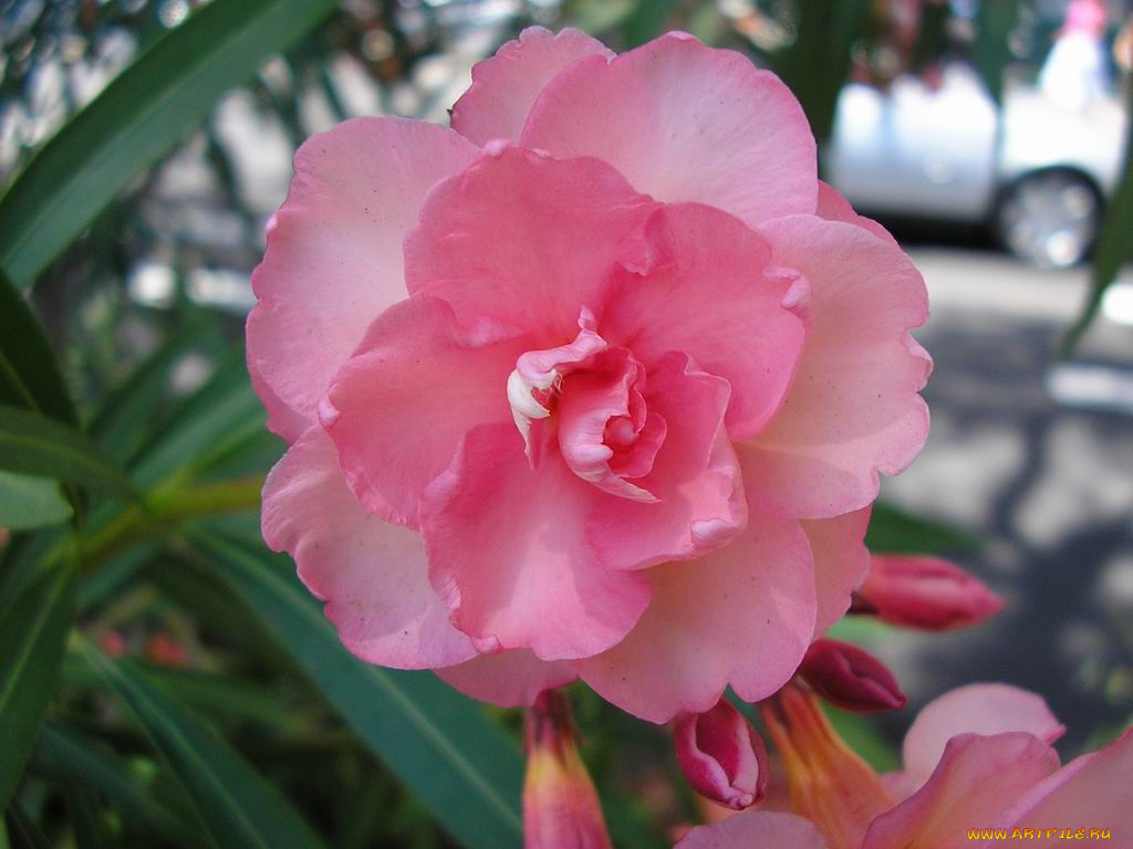 цветы, монако, олеандры
