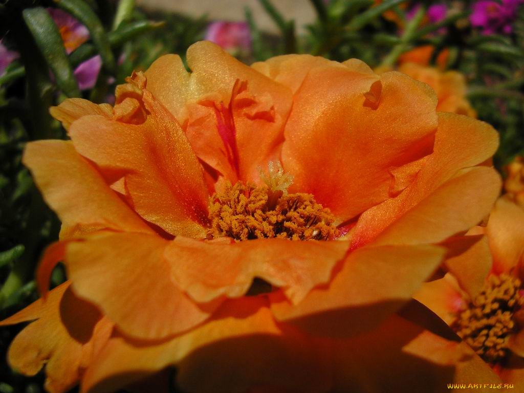 цветы, монако, портулак