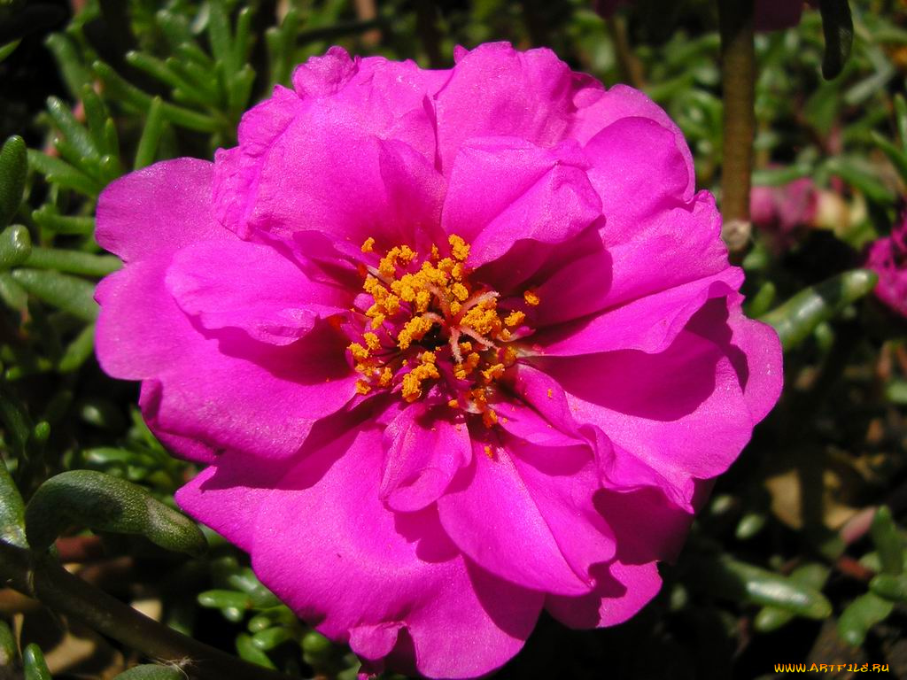 цветы, монако, портулак