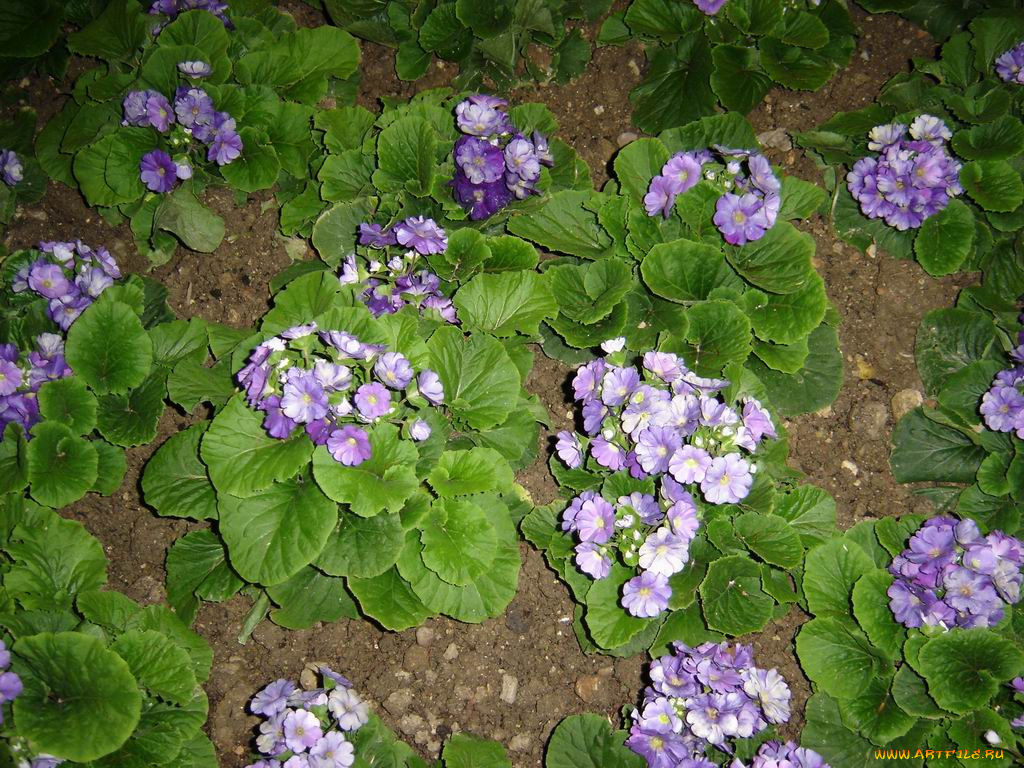 цветы, монако, примулы