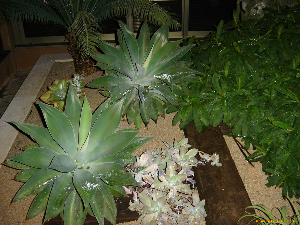 цветы, монако, разные, вместе