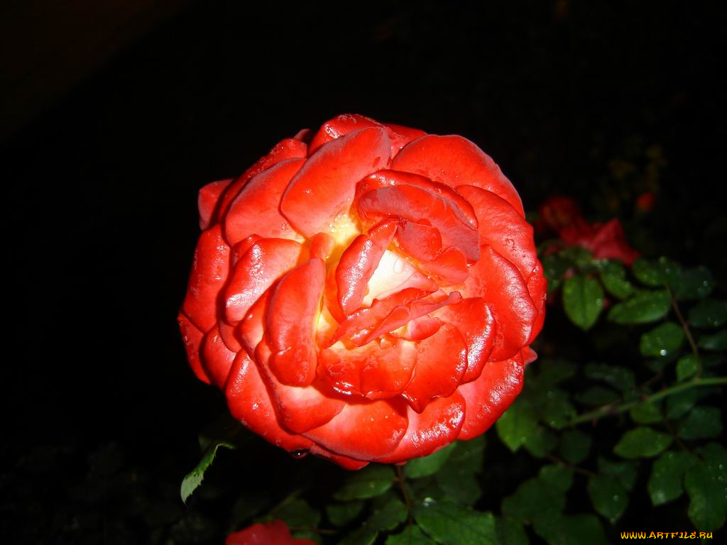 цветы, монако, розы