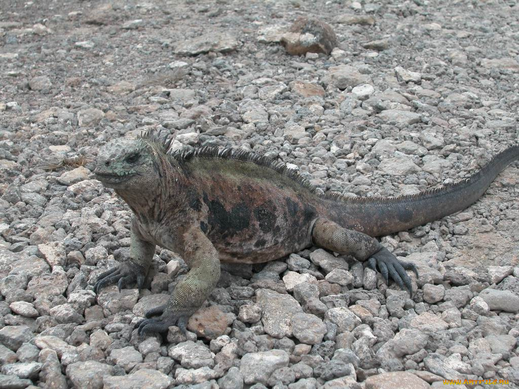 игуана, животные, Ящерицы, игуаны, вараны