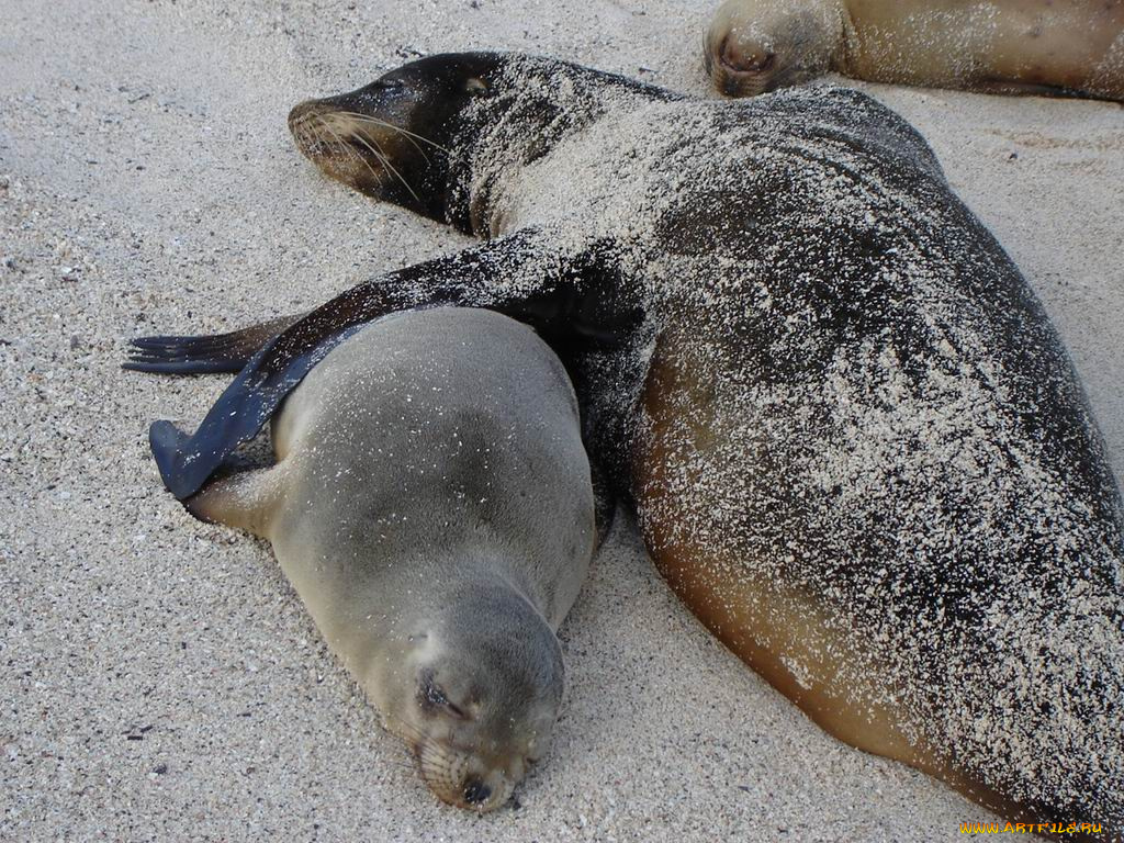 котики, животные, тюлени, морские, львы