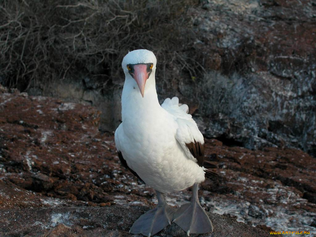 мелкий, галапагосский, птич, животные, олуши
