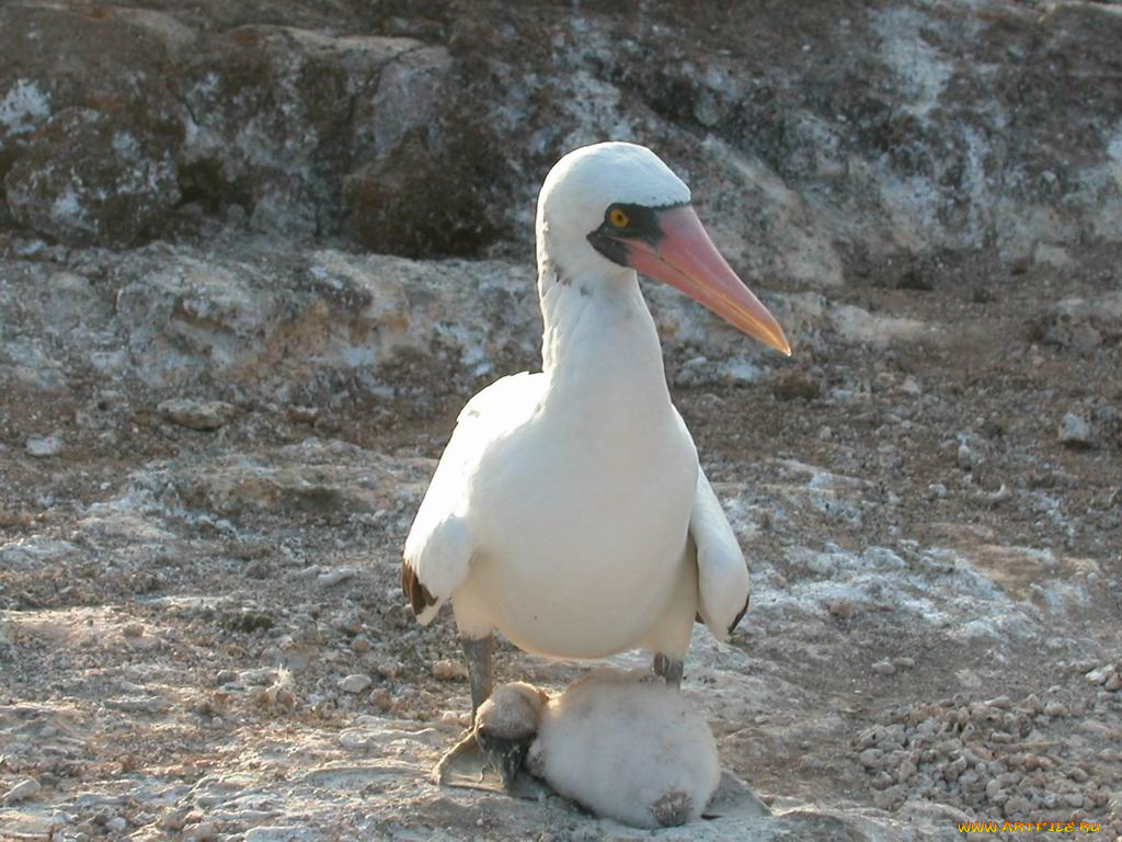 мелкий, галапагосский, птич, животные, олуши