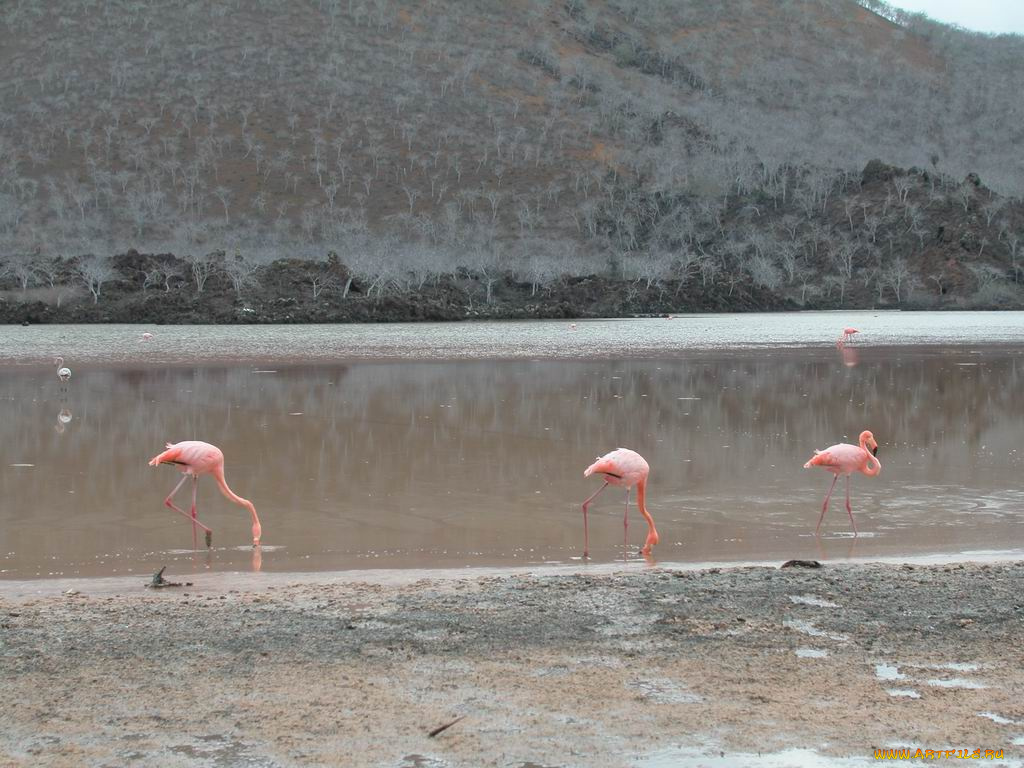птички, животные, фламинго