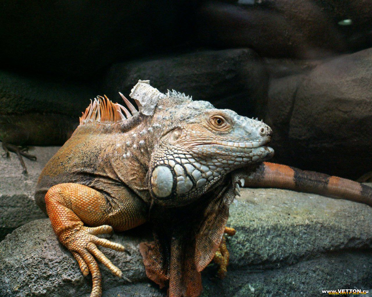 животные, Ящерицы, игуаны, вараны