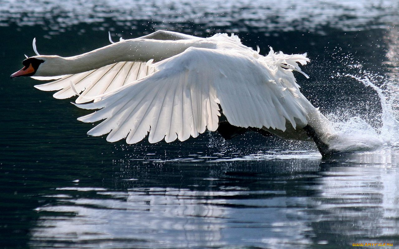 животные, лебеди