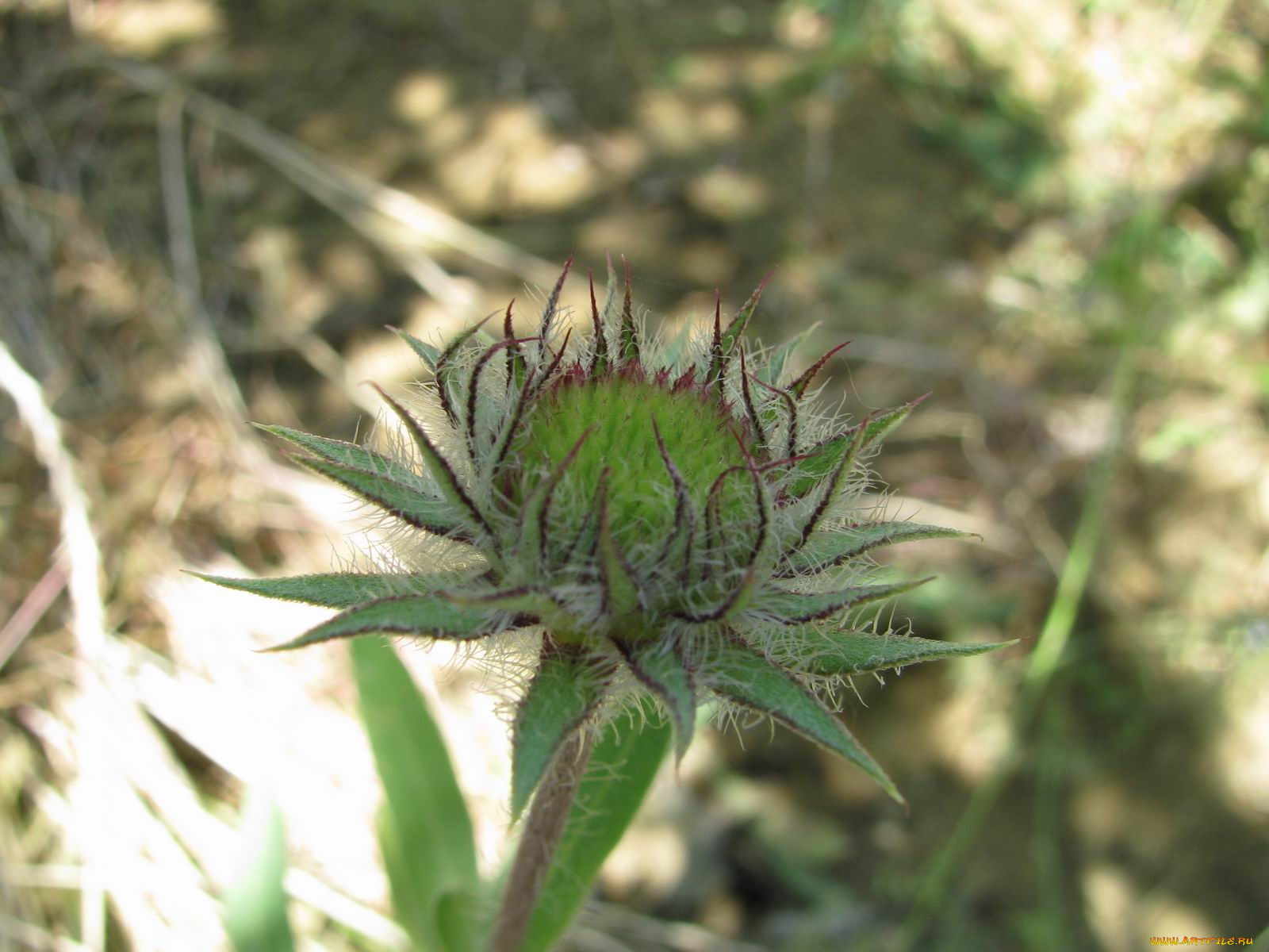 цветы, гайлардии, гелениумы