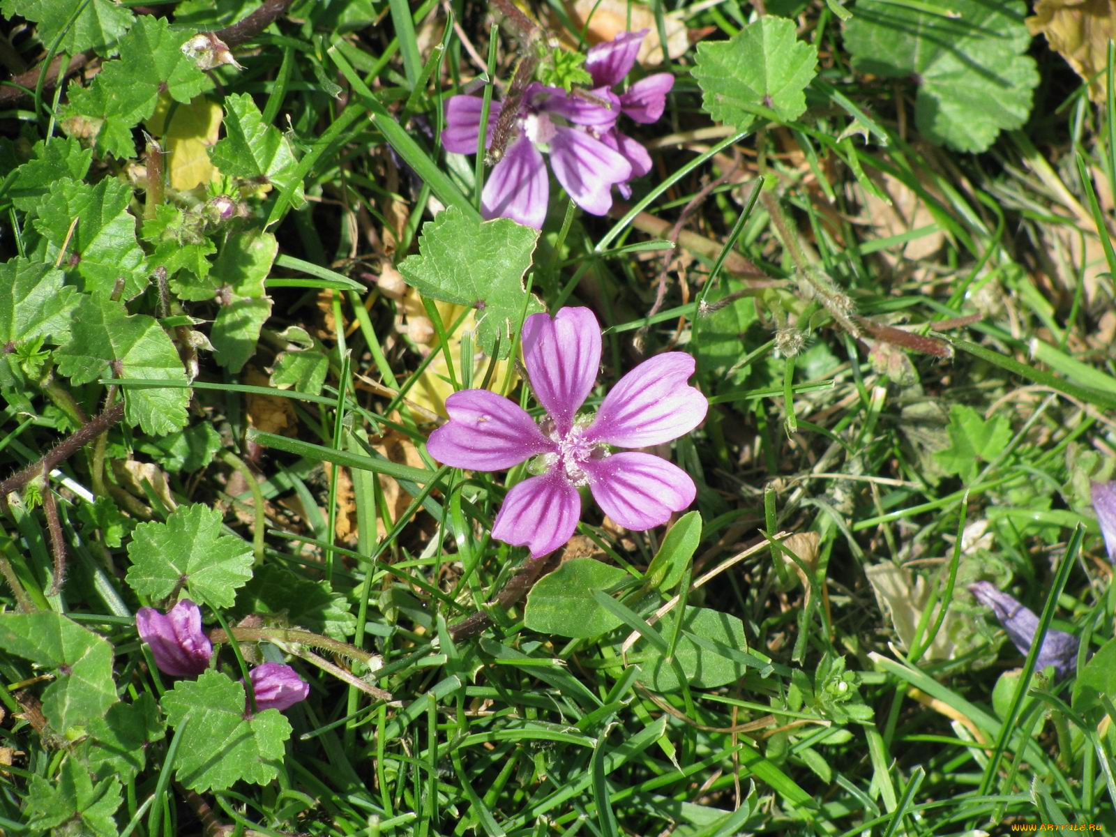 цветы, луговые, полевые