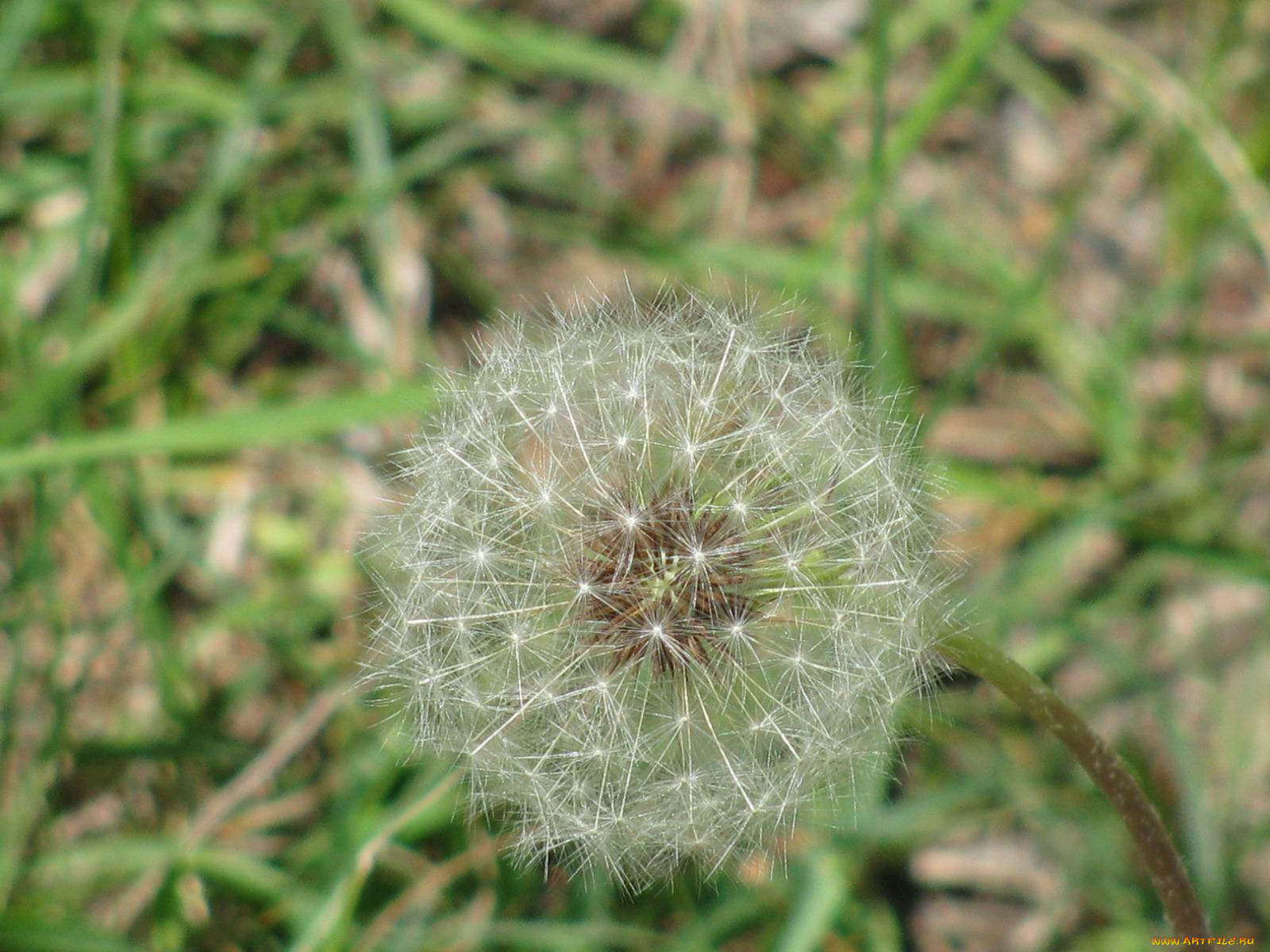 цветы, одуванчики