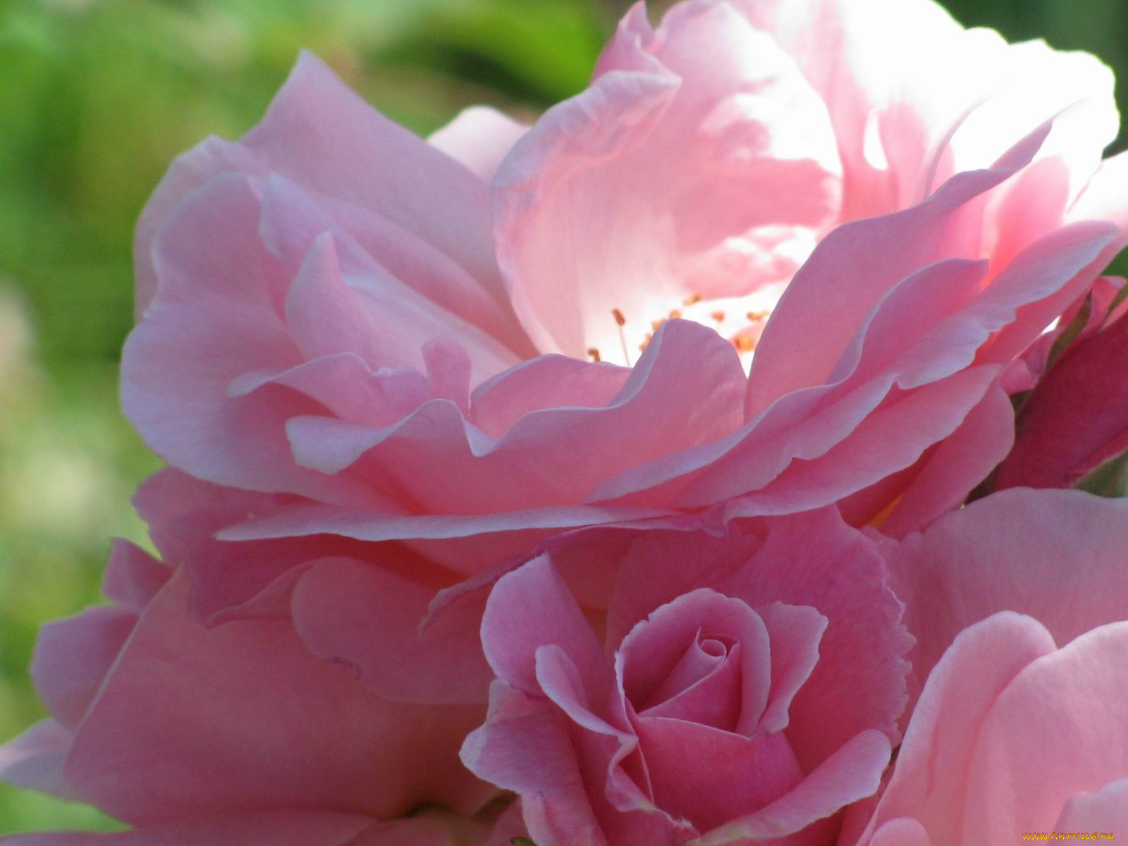 цветы, розы