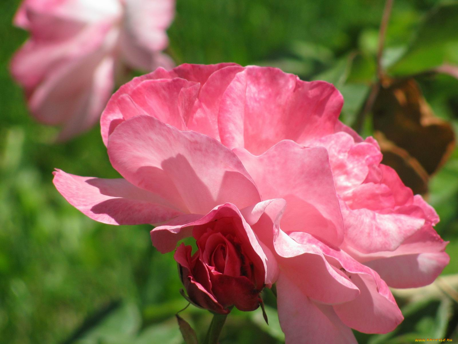 цветы, розы