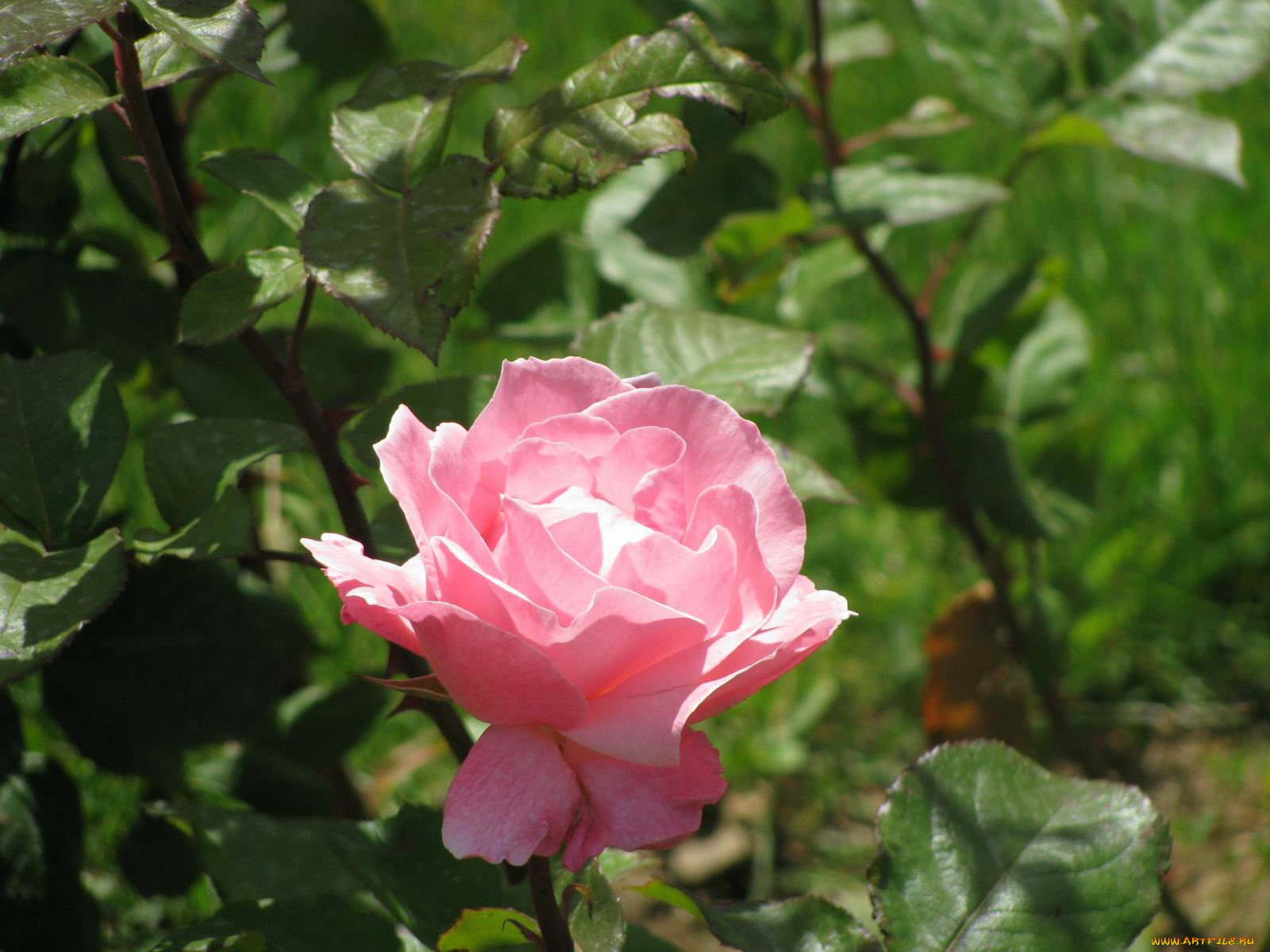 цветы, розы