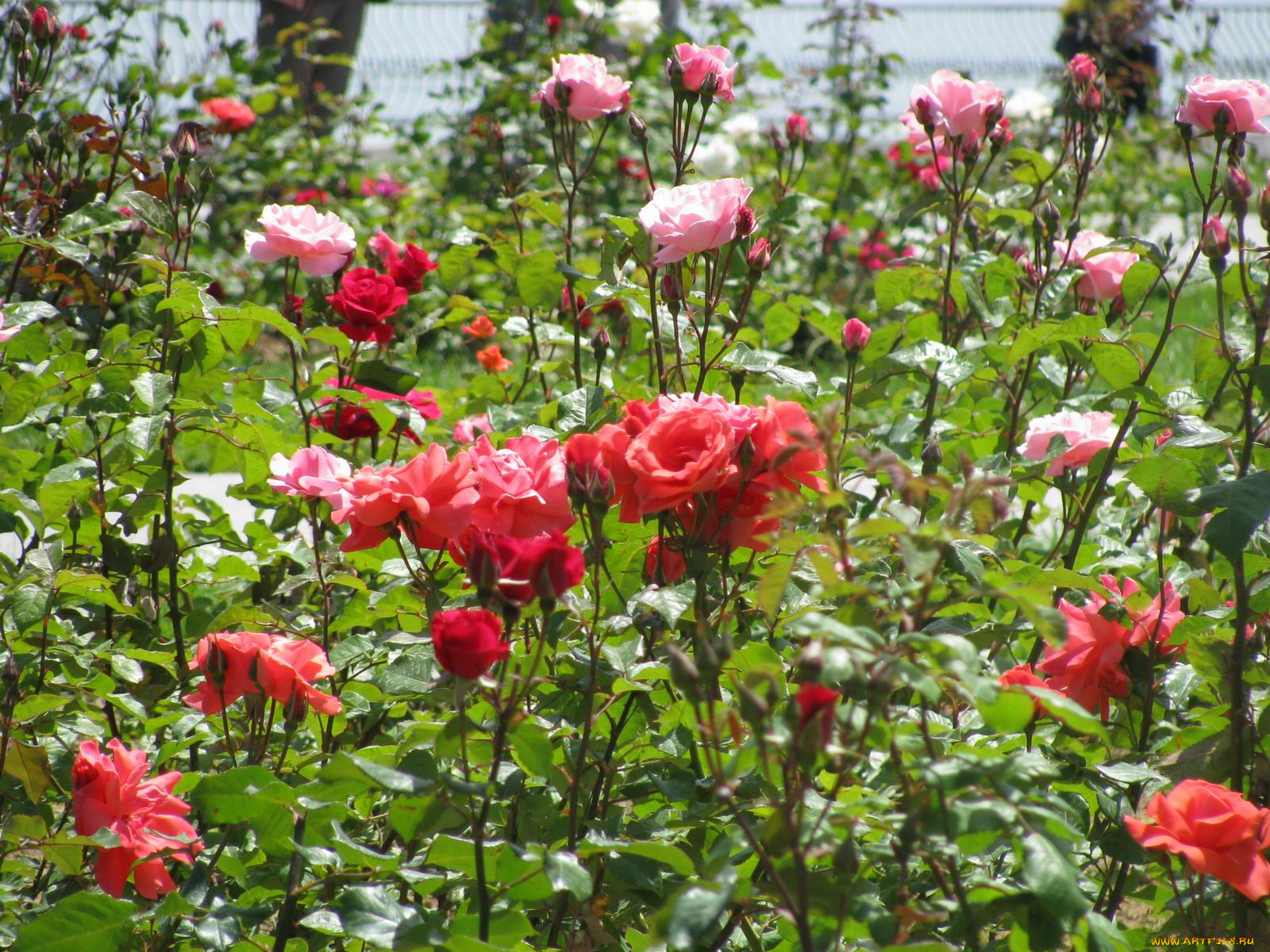 цветы, розы