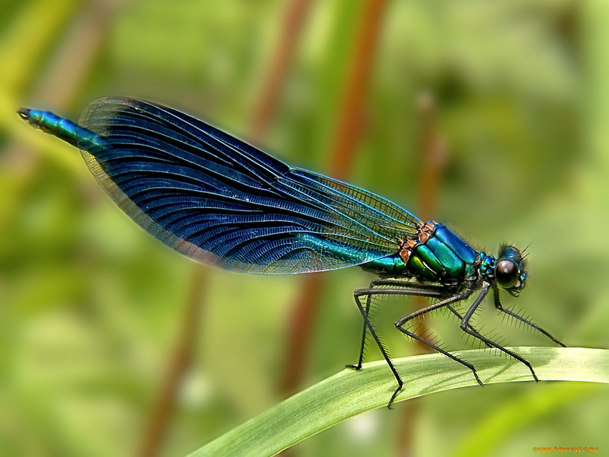 moskaev, ***, животные, стрекозы