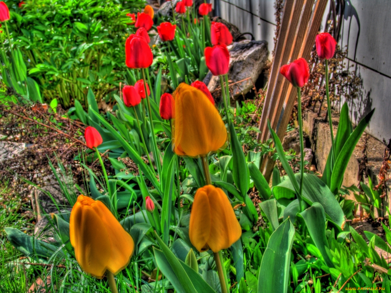 цветы, тюльпаны