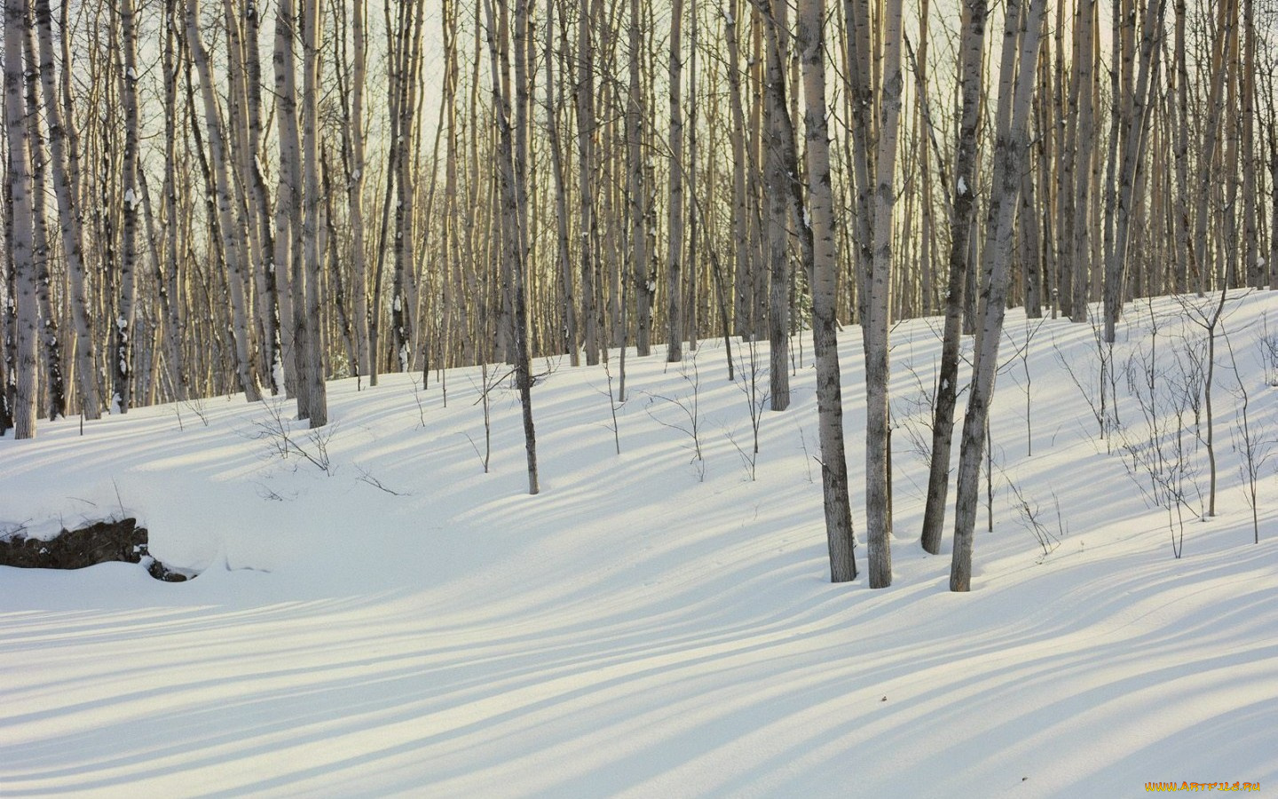 природа, деревья