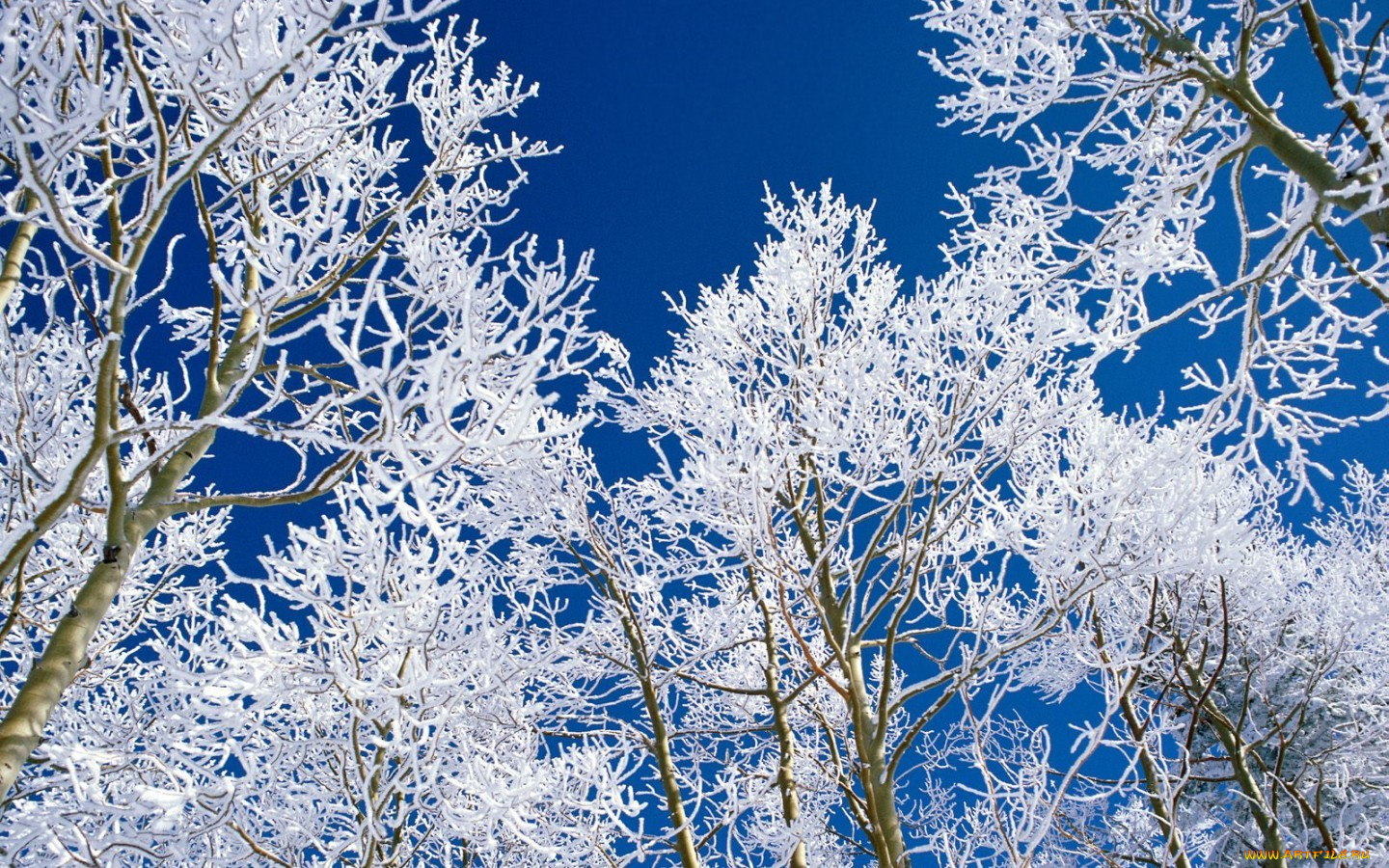 природа, деревья