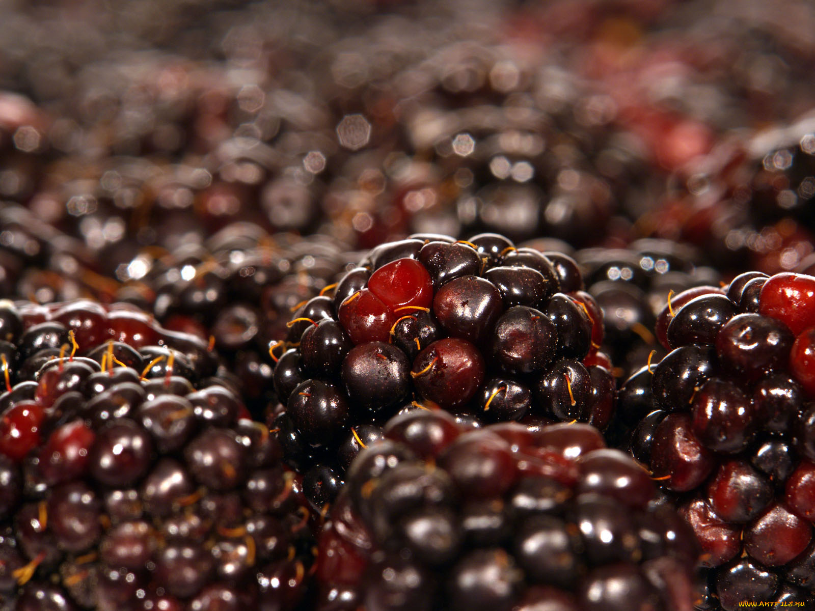 еда, ежевика