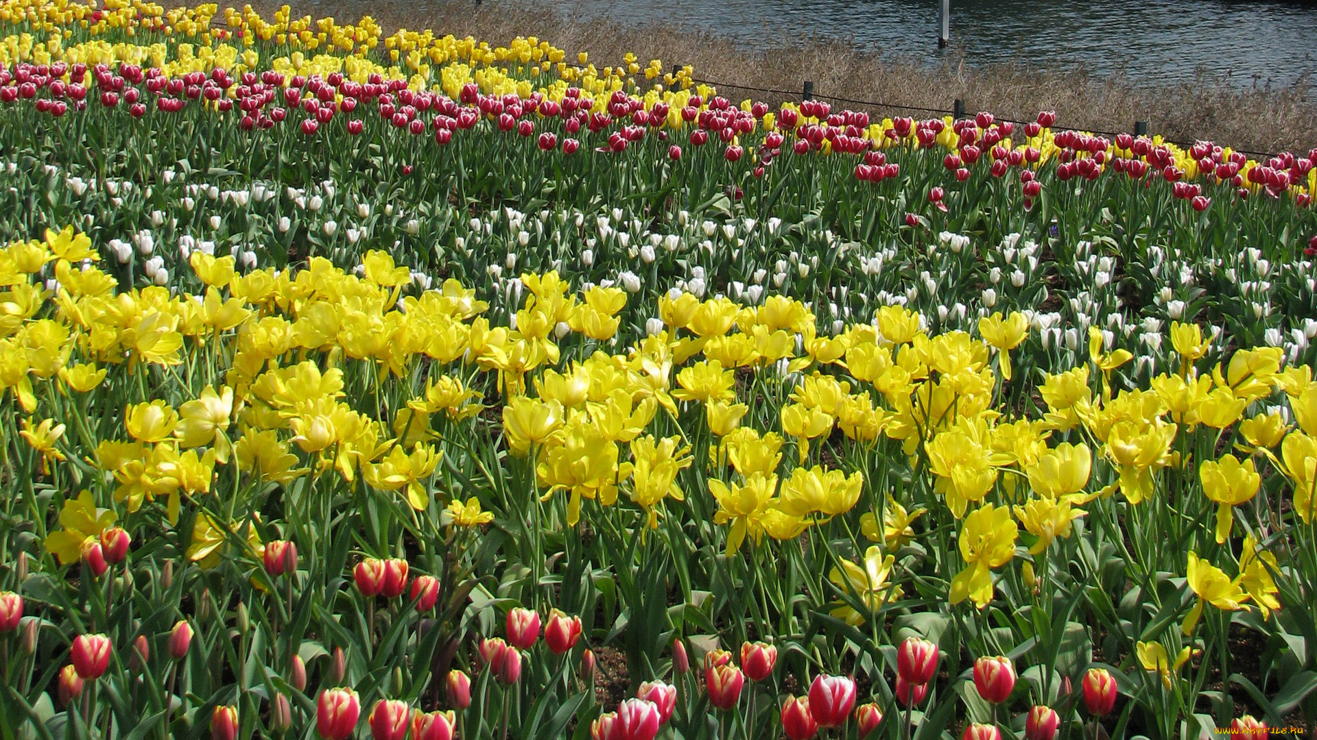 цветы, тюльпаны