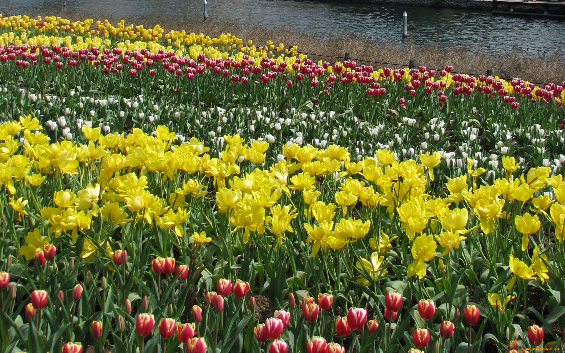 цветы, тюльпаны