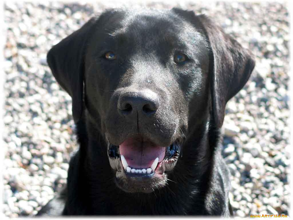 животные, собаки