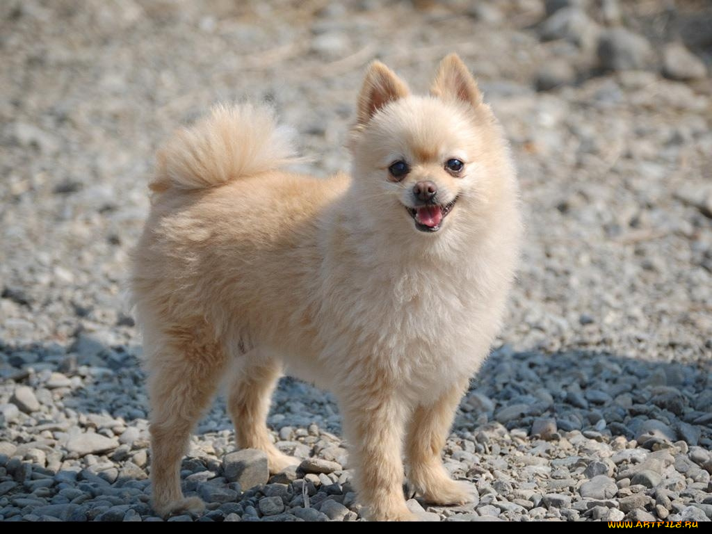 животные, собаки