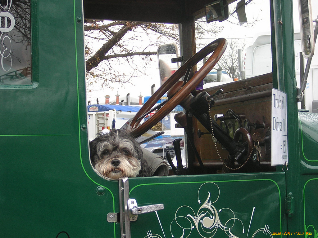 животные, собаки