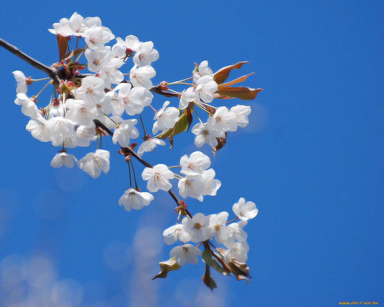 цветы, цветущие, деревья, кустарники
