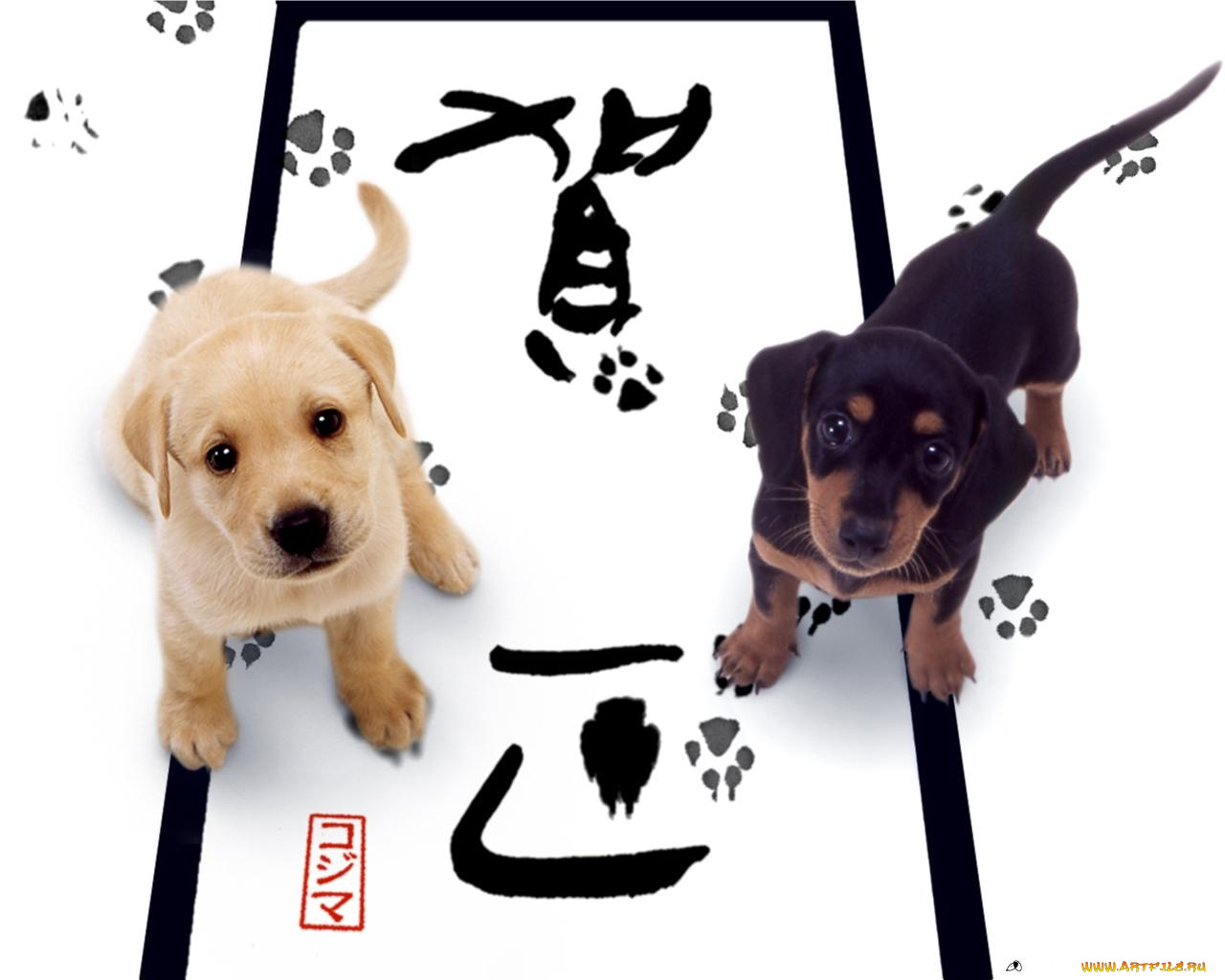 животные, собаки