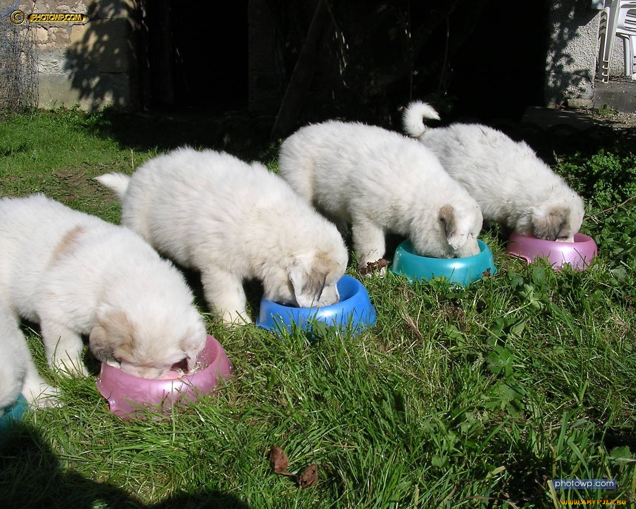 животные, собаки