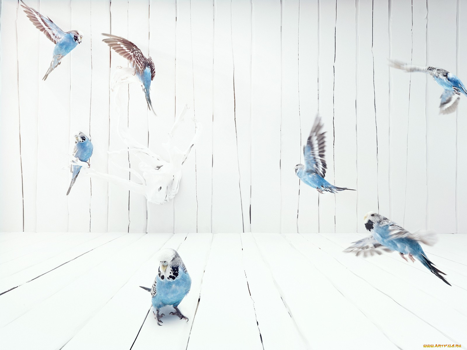 животные, попугаи