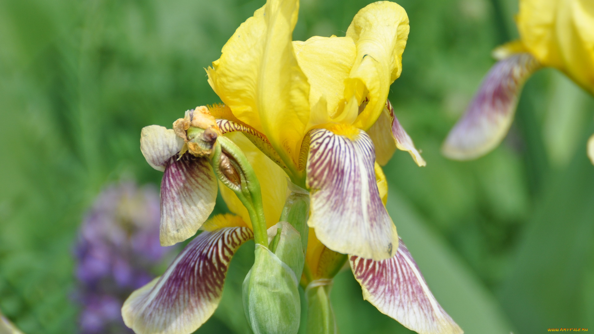 цветы, ирисы