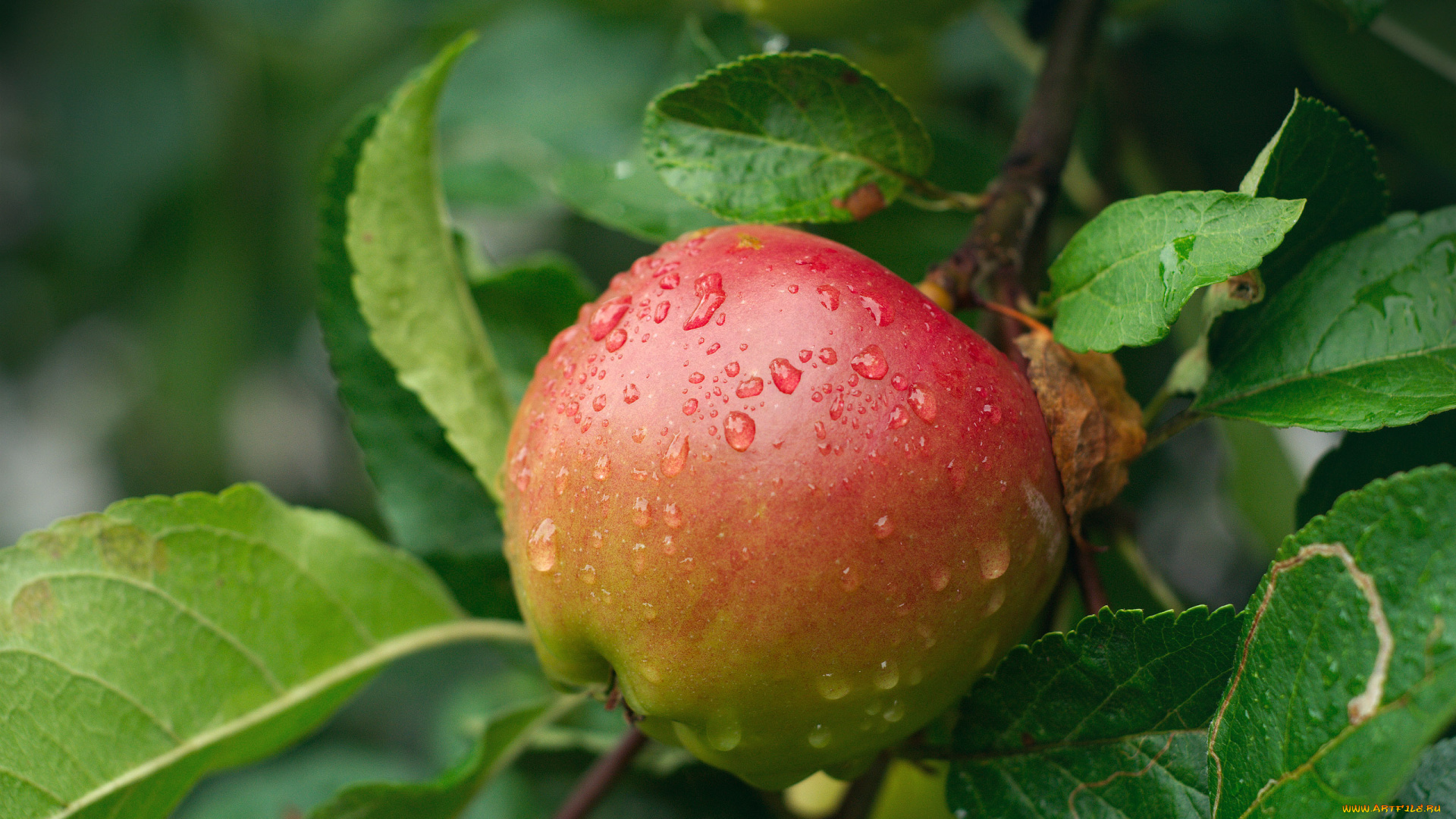 природа, плоды