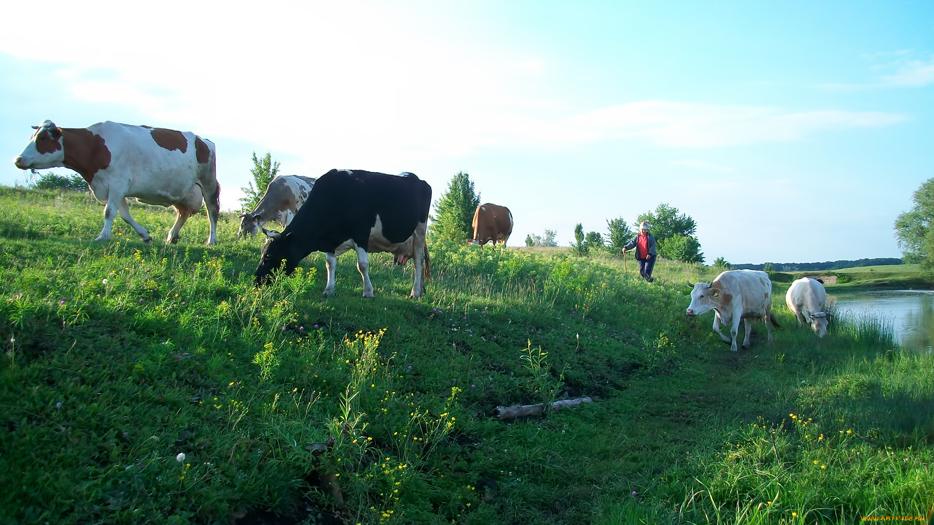 животные, коровы, буйволы