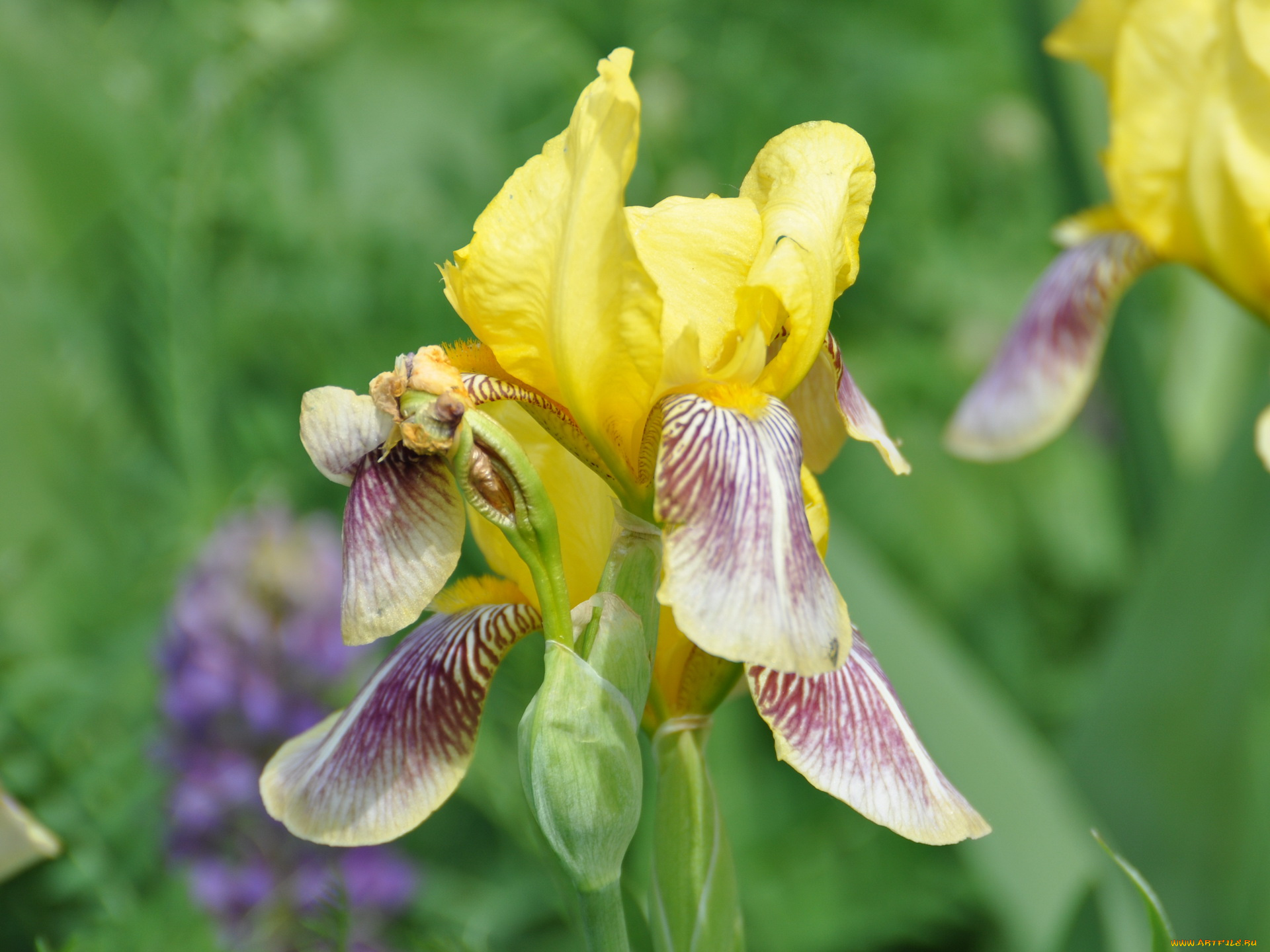 цветы, ирисы