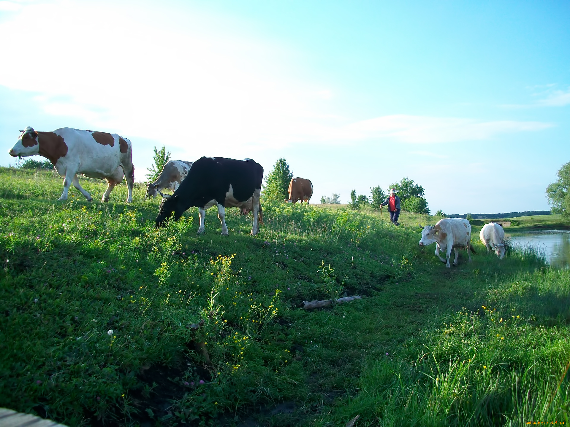 животные, коровы, буйволы