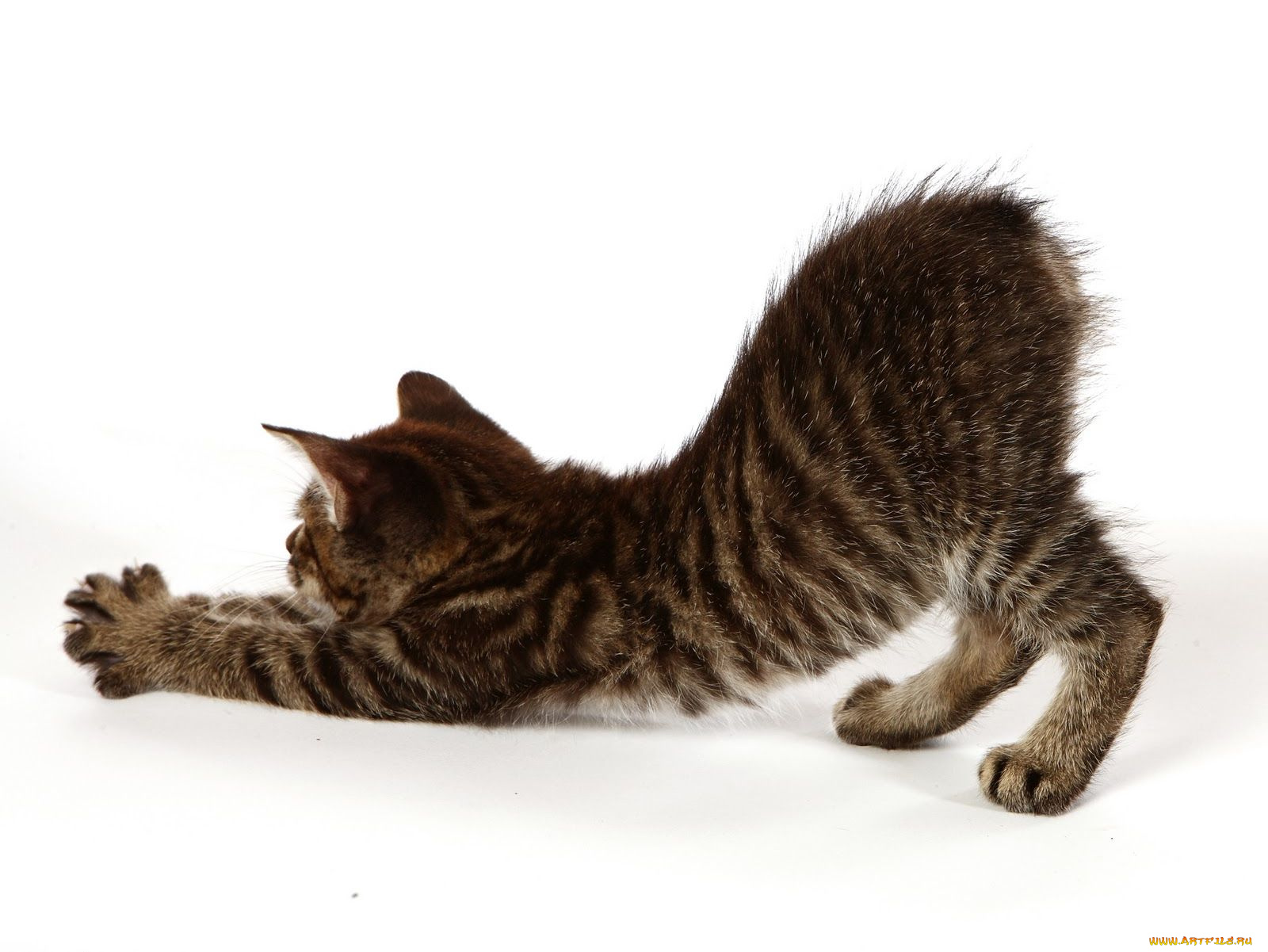 животные, коты, растяжка