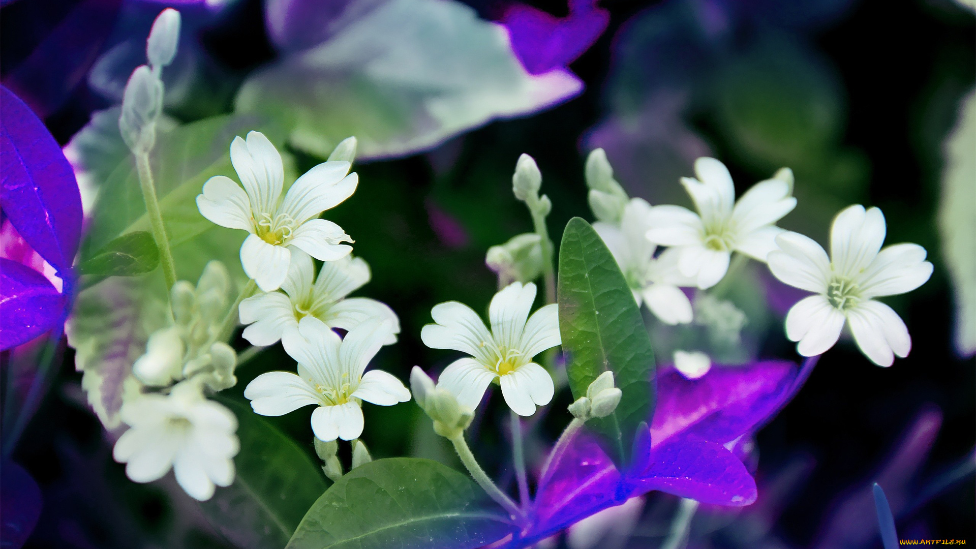 автор, thean, цветы, луговые, полевые, белый