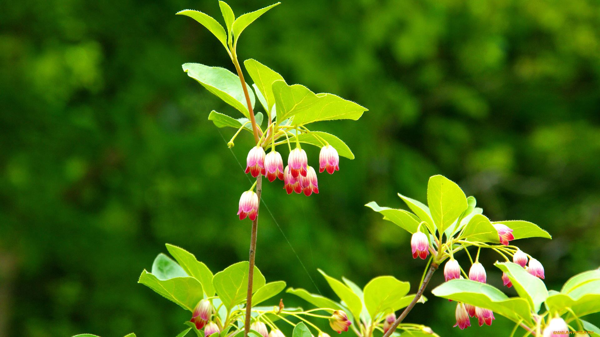 цветы, бутоны