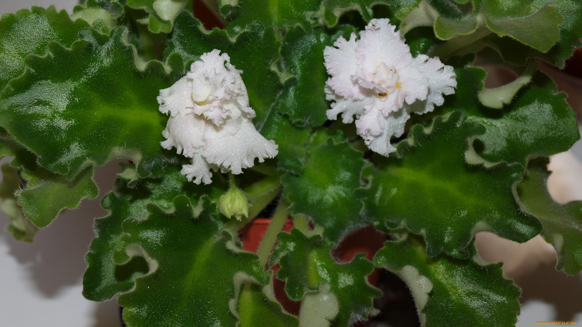 цветы, фиалки