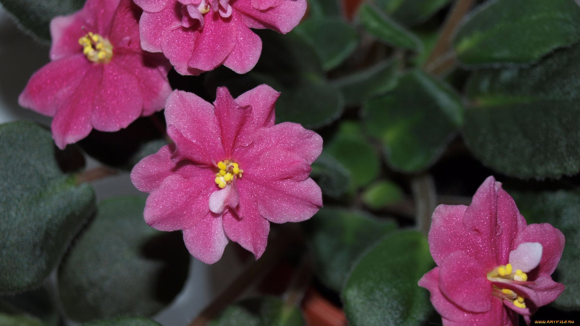 цветы, фиалки