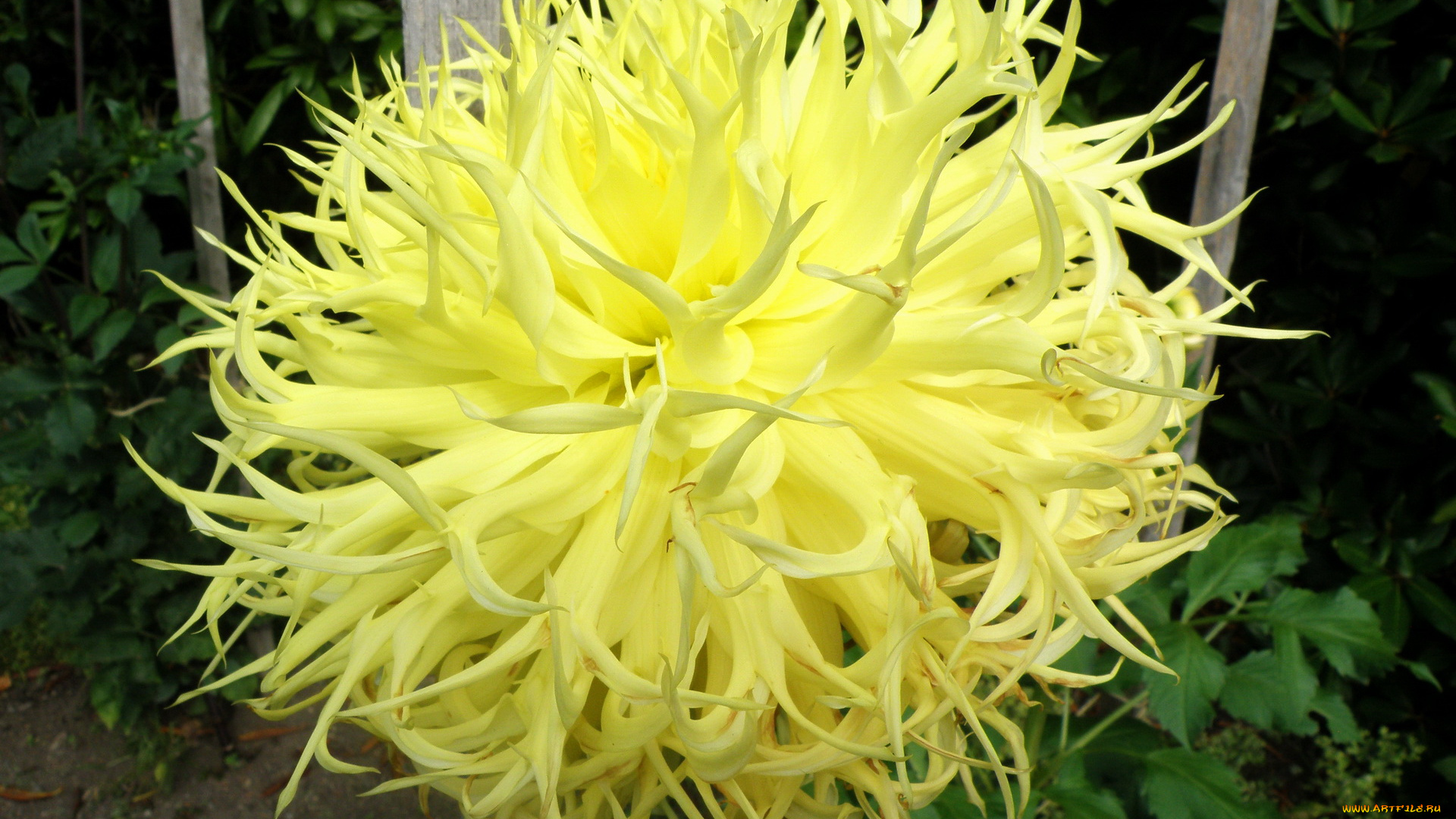 цветы, георгины