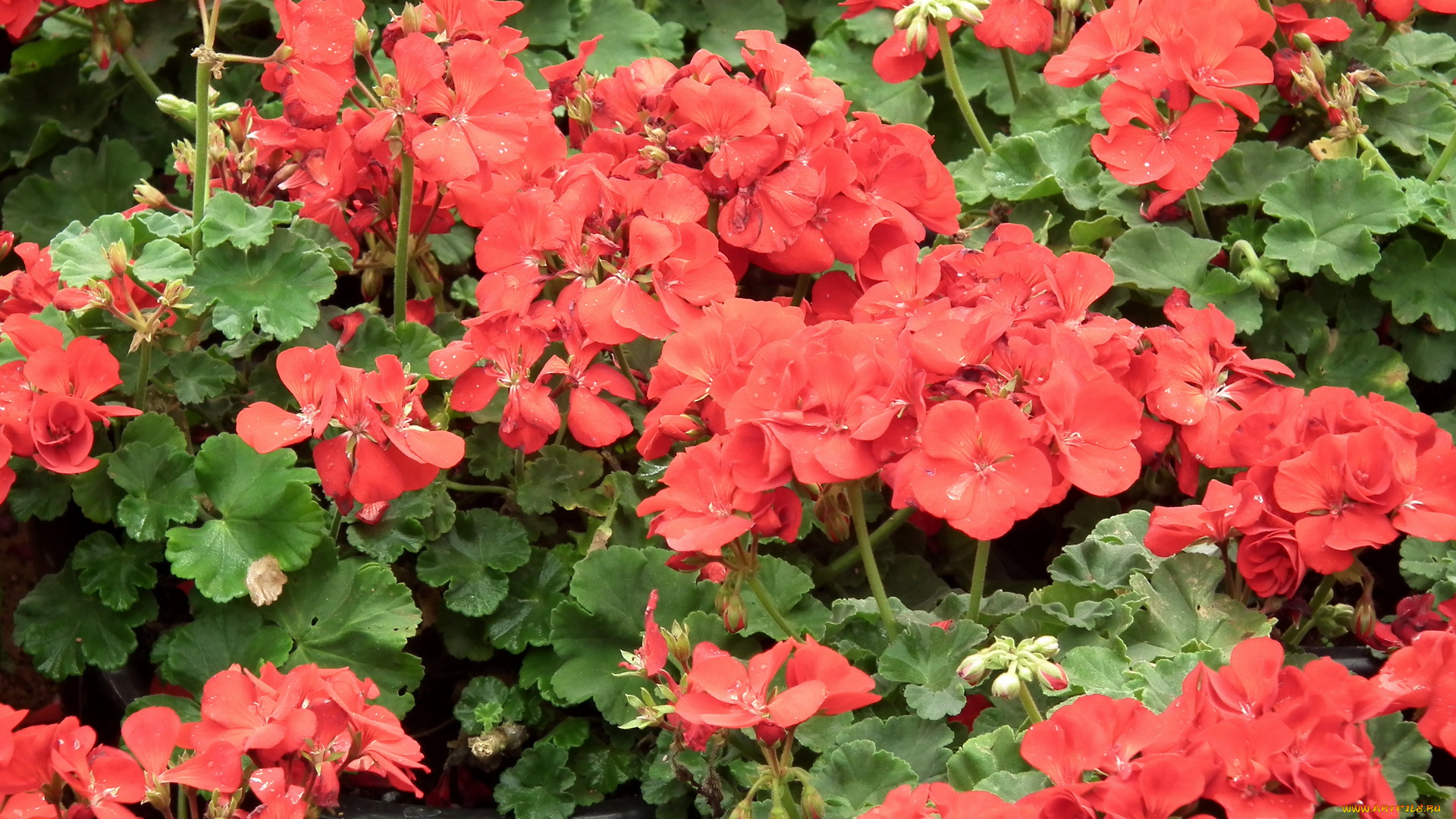 цветы, герань
