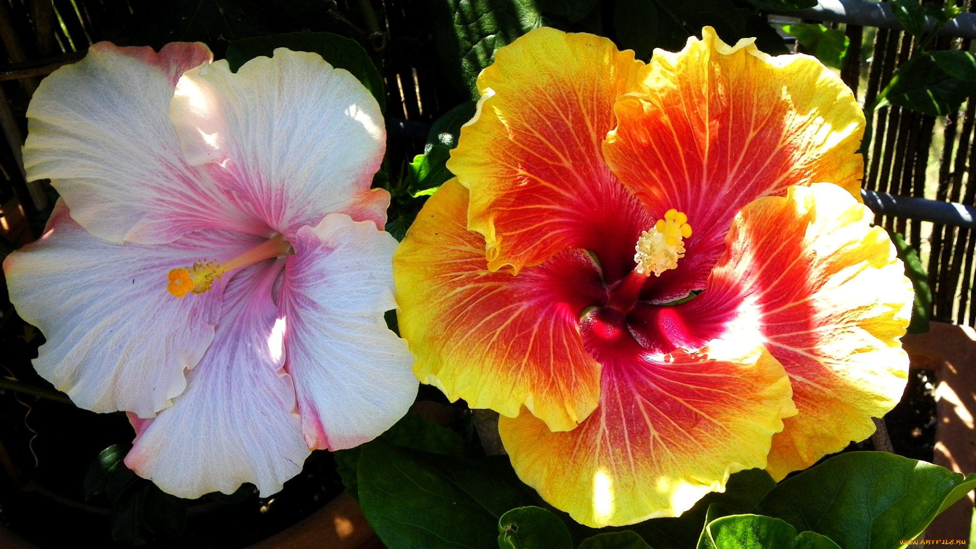 цветы, гибискусы, желтый, белый, лепестки