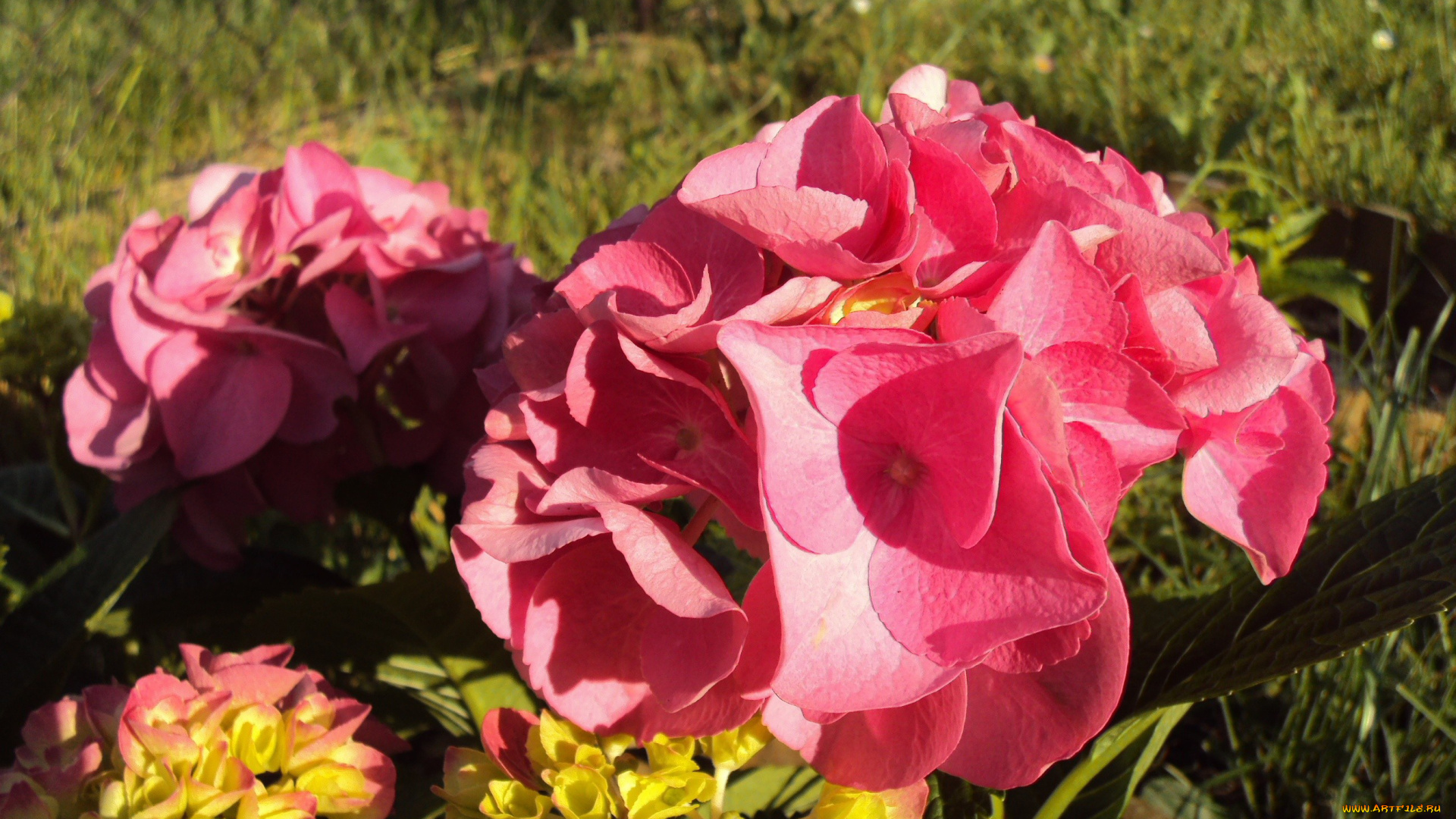 цветы, гортензия